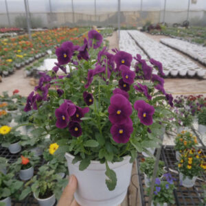 Vio5