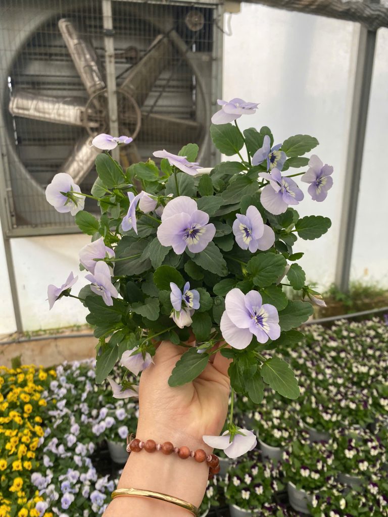 Công ty cổ phần ĐTTM-DVSX Phương Đông